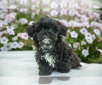 Puppy Rose Shih-Poo