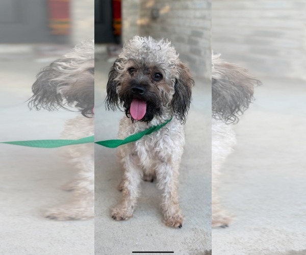 Medium Photo #2 Poodle (Miniature)-Unknown Mix Puppy For Sale in Dallas, TX, USA