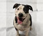 Small American Staffordshire Terrier