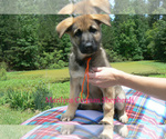 Small #1 German Shepherd Dog