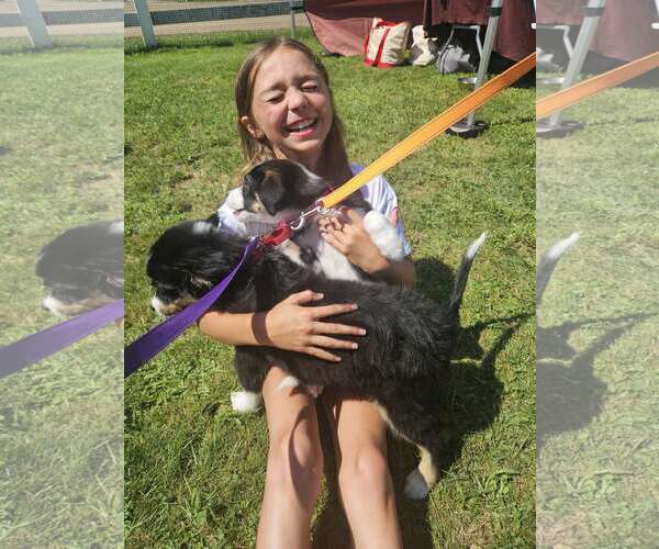 Medium Photo #3 Mutt Puppy For Sale in Woodbury, NY, USA