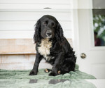 Small Photo #1 English Cocker Spaniel Puppy For Sale in SHREVE, OH, USA