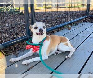 Chihuahua Dogs for adoption in Orange, CA, USA