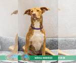Small #1 Whippet Mix