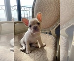 Small Photo #13 French Bulldog Puppy For Sale in CHULA VISTA, CA, USA
