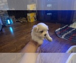 Small #9 Shih Apso
