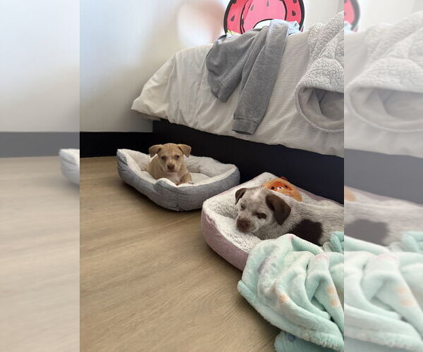 Medium Photo #4 Mutt Puppy For Sale in Brooklyn, NY, USA