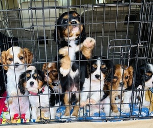 Cavalier King Charles Spaniel Litter for sale in BROOKLYN PARK, MN, USA