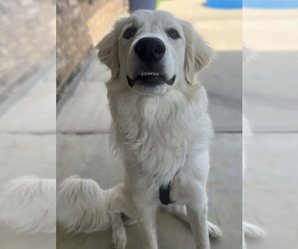 Medium Photo #12 Great Pyrenees Puppy For Sale in Dallas, TX, USA
