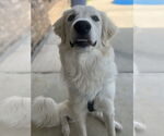 Small #11 Great Pyrenees