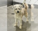 Small Poodle (Miniature) Mix