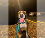 Small #2 American Staffordshire Terrier-Boxer Mix