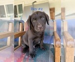 Small Photo #1 Labrador Retriever Puppy For Sale in ESCONDIDO, CA, USA