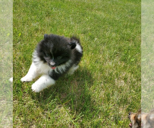 Medium Photo #11 Pomeranian Puppy For Sale in SAINT PAUL, MN, USA