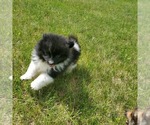 Puppy Keanu Pomeranian