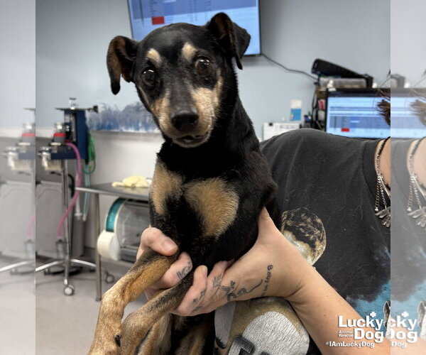 Medium Photo #2 Miniature Pinscher-Unknown Mix Puppy For Sale in Washington, DC, USA