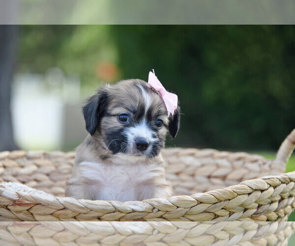 Medium Photo #1 Mutt Puppy For Sale in Sandy, UT, USA