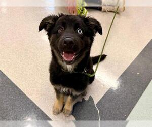 Rottweiler-Unknown Mix Dogs for adoption in Santa Rosa, CA, USA