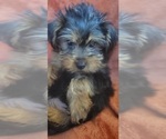 Small #8 Yorkshire Terrier
