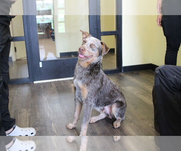 Medium Photo #1 Mutt Puppy For Sale in Chestertown, MD, USA