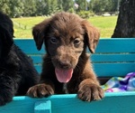 Small #3 Labradoodle
