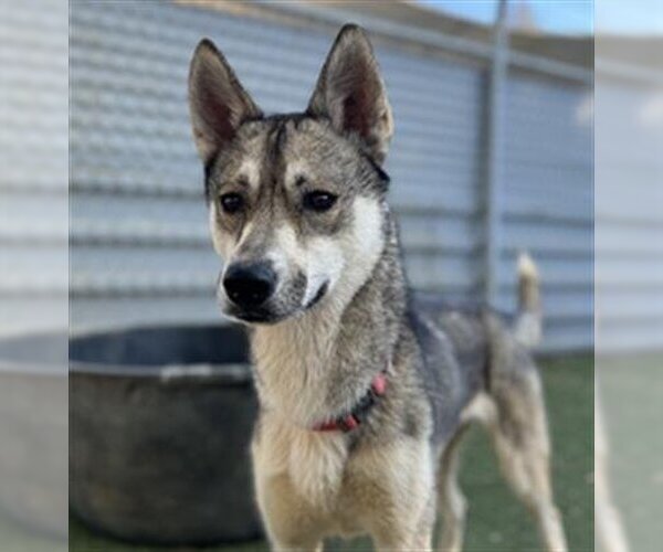 Medium Photo #2 German Shepherd Dog-Huskies  Mix Puppy For Sale in Ojai, CA, USA
