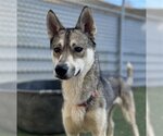 Small Photo #2 German Shepherd Dog-Huskies  Mix Puppy For Sale in Ojai, CA, USA