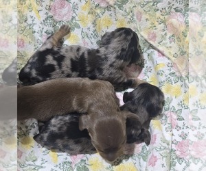 Medium Dachshund