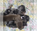 Puppy Elsa Dachshund