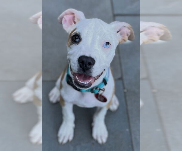 Medium Photo #8 American Pit Bull Terrier-Unknown Mix Puppy For Sale in Wakefield, RI, USA