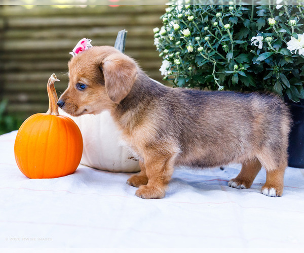 Medium Photo #5 Dorgi Puppy For Sale in WAKARUSA, IN, USA