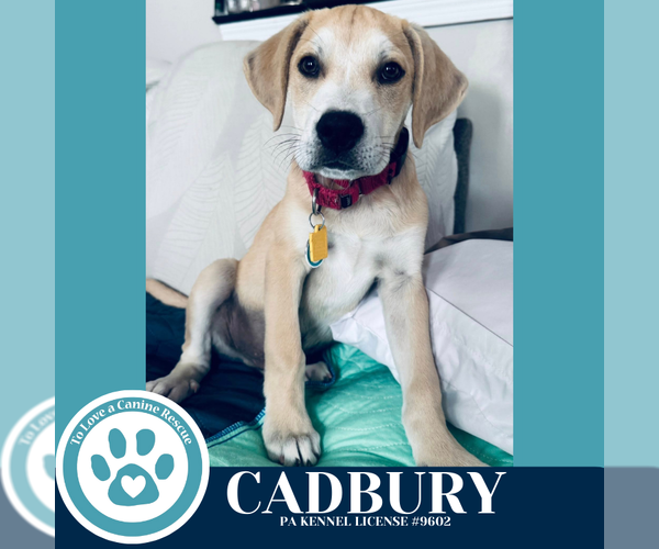 Medium Photo #1 Labrenees Puppy For Sale in Kimberton, PA, USA