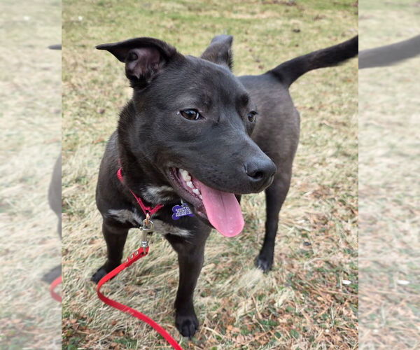 Medium Photo #19 Aussiedor Puppy For Sale in Oak Bluffs, MA, USA