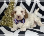 Small Photo #7 Goldendoodle-Poodle (Miniature) Mix Puppy For Sale in CEDAR LANE, PA, USA