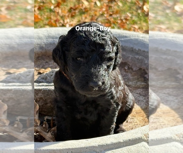Medium Photo #1 Goldendoodle Puppy For Sale in BLUE RAPIDS, KS, USA