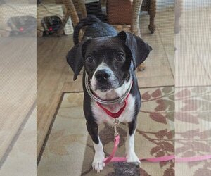 Boglen Terrier Dogs for adoption in Valrico, FL, USA