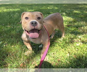 Bullypit Dogs for adoption in Millersville, MD, USA