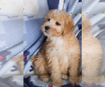Small Photo #12 Goldendoodle Puppy For Sale in MILWAUKEE, WI, USA