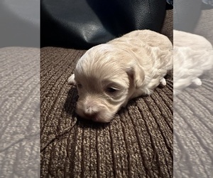 Maltipoo Puppy for Sale in RUSSELLVILLE, Alabama USA