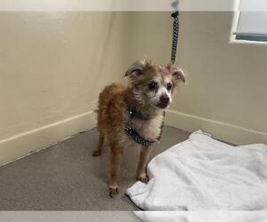 Chihuahua-Unknown Mix Dogs for adoption in Pasadena, CA, USA