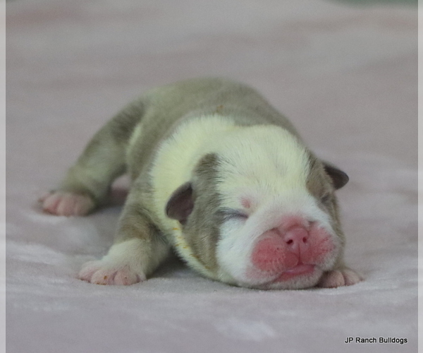 Medium Photo #8 Bulldog Puppy For Sale in WINNSBORO, TX, USA