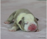 Small #7 Bulldog
