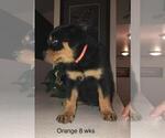Small Photo #8 Rottweiler Puppy For Sale in VICTORVILLE, CA, USA
