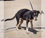 Small #2 German Shepherd Dog-Huskies  Mix
