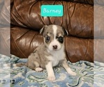 Small Photo #6 Chizer Puppy For Sale in MONTEZUMA, GA, USA