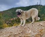 Small #5 Anatolian Shepherd