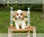 Puppy Mia Cocker Spaniel