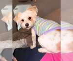 Small #4 Havanese Mix