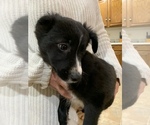 Small Photo #7 Border Collie Puppy For Sale in LECOMA, MO, USA