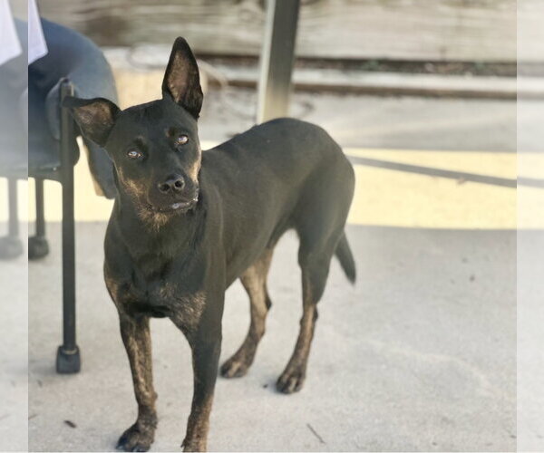 Medium Photo #20 Mutt Puppy For Sale in Houston, TX, USA